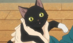 猫的动漫,动漫猫界的奇幻冒险之旅